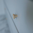 Bouton Rut - Frêne Non Traité